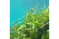 Image Seaweed growing in the ocean.